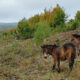 Zwei Exmoor-Ponys