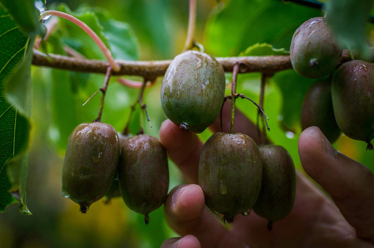 Kiwi