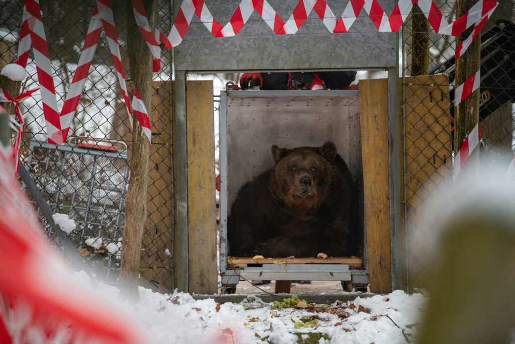 Braunbär Mark