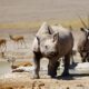 Nashorn/Rhinozeros, im Hintergrund Antilope